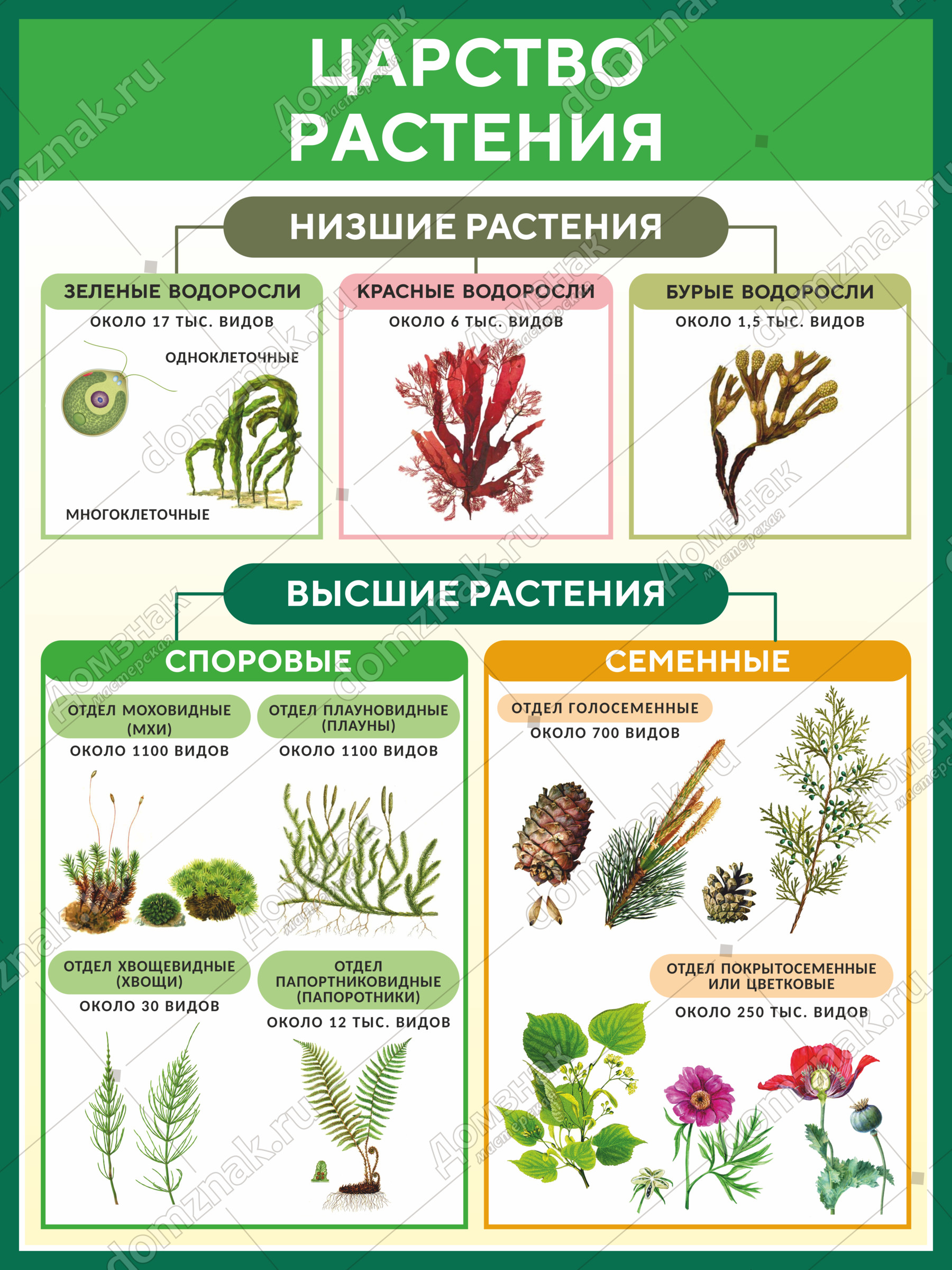 Растения в мифологии проект по биологии